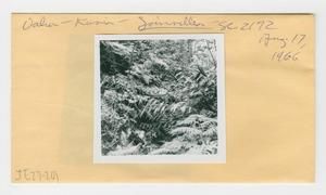 [Joinvillea in Hawaii, envelope IE27-201]