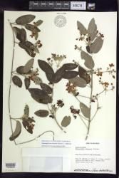 Stigmaphyllon discolor