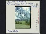 Small coconut plantation, south west coast, Papua, Feb 1963