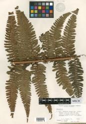 Dryopteris subbipinnata