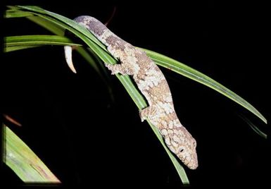 Eurydactylodes vieillardi
