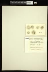 Neomeris vanbosseae