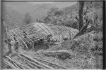 Pig festival, singsing preparations, Tsembaga: men thatch roof of visitor's house