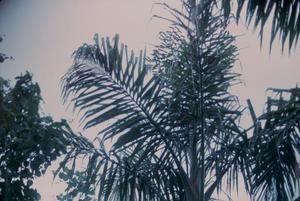 [Arecaceae palm at Espiritu Santo, Vanuatu]