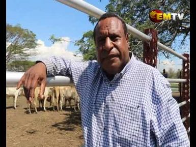 Cattle to Mt Giluwe