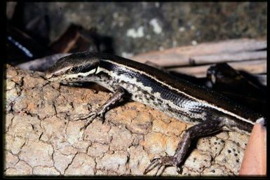 Lioscincus vivae