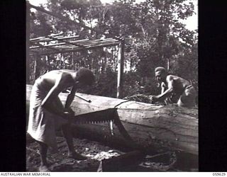 DONADABU, NEW GUINEA. 1943-11-09. NATIVES USING THE CROSS-CUT SAW TO BREAK DOWN A HUGE LOG INTO SIZES WHICH THE SAWS OF THE EILOGO SAWMILL CAN HANDLE. THIS MILL IS OPERATED BY THE TROOPS OF THE 9TH ..