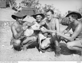 PORT MORESBY, PAPUA. 1942-07. "TILLY", THE MASCOT OF AUSTRALIAN MILITIA ANTI-AIRCRAFT GUNNERS, KNOWS THINGS ABOUT TWO TYPES OF BUTT. SHE PREFERS THE TOBACCO VARIETY, AND PICKS THEM NEATLY OFF THE ..