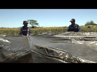 EU-SPC IKSA Project - OFF SEASON FORCING OF PINEAPPLE PLANTS