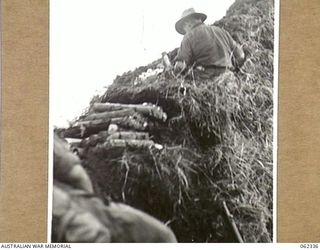 SHAGGY RIDGE, NEW GUINEA. 1943-12-27. TROOPS OF THE 2/16TH AUSTRALIAN INFANTRY BATTALION, 21ST AUSTRALIAN INFANTRY BRIGADE DIGGING IN AND CONSOLIDATING THEIR NEW POSITIONS ON THE "PIMPLE" AFTER ..