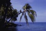 Island off Madang, May 1962