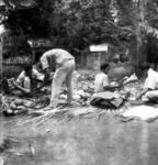 Preparing food for the feihili workers in Saia Foki's peito. (From left: Saamiu Tokalahi; Siale Si'i cutting pele; Tevita Foki; Siale Lahi squeezing grated coconut.)