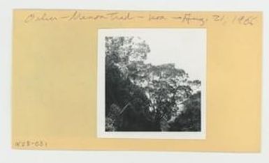 [Koa in Hawaii, envelope IE28-031]