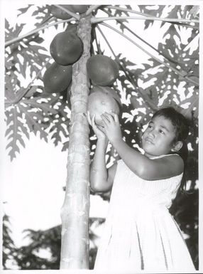 Pacific Islands - Cook Islands - Rarotonga - Agriculture