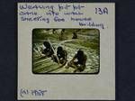 Weaving pit pit cane into wall sheeting for house building, 1958