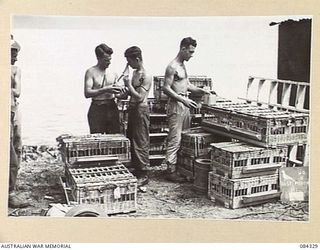 MALMAL MISSION, NEW BRITAIN. 1944-12-16. SIGNALMAN R L LARCOMBE, (1); SIG. L A DRANE, (2); AND CORPORAL A G DUFFIELD, (3), ATTENDING PIGEONS AT 9 PIGEON SECTION