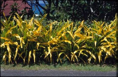 Yellow flax