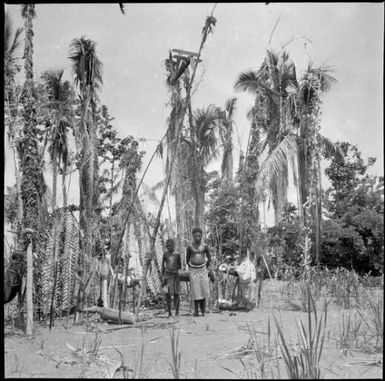 Two people standing in front of damaged trees with a model of an aeroplane in the crown of a tree, Rabaul, New Guinea, 1937 / Sarah Chinnery