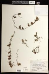 Hymenophyllum serrulatum