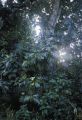 Federated States of Micronesia, breadfruit tree