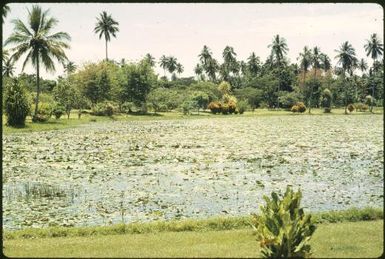 Waterlilies : Madang, Papua New Guinea, 1974 / Terence and Margaret Spencer