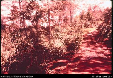 Coffee and shade trees, Upper Asaro Valley