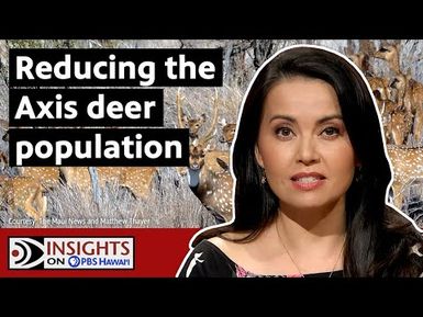 Controlling Axis Deer | INSIGHTS ON PBS HAWAIʻI
