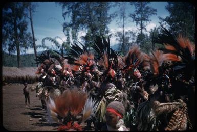 Dancing on the singsing ground: men in all their splendour (1) : The Tengerap Clan Singsing, Wahgi Valley, Papua New Guinea, 1954 / Terence and Margaret Spencer