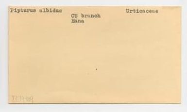 [Pipturus albidus in Hawaii, envelope IE19-189]