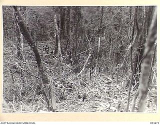 WEWAK AREA, NEW GUINEA. 1945-06-28. A SPECIAL FLYING FOX WAS BUILT BY ENGINEERS OF 2/14 FIELD COMPANY, ROYAL AUSTRALIAN ENGINEERS, TO SUPPLY WATER TO 2/8 INFANTRY BATTALION ON TOP OF MOUNT ..