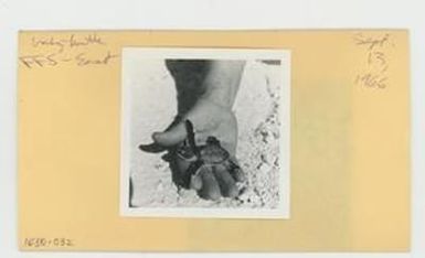 [Baby turtle in Hawaii, envelope IE30-032]