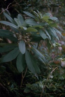[Clermontia oblongifolia from Waianae mountains in United States] BRIT-A-AR003-012-02-092