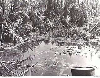 BUNA, PAPUA, 1943-01-08. AUSTRALIANS WADED THROUGH THIS SWAMP TO ATTACK AN AIRSTRIP AT BUNA. THE SWAMP AND SURROUNDING FOLIAGE IS TYPICAL OF THE COUNTRY THROUGH WHICH ALLIED TROOPS ADVANCED ON ..