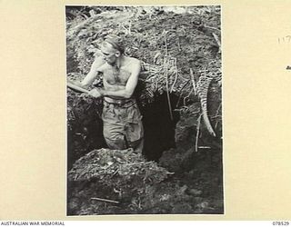 BOUGAINVILLE ISLAND, 1945-01-20. Q36238 CORPORAL H.O. HAACK, "A" COMPANY, 42ND INFANTRY BATTALION DIGGING A FOXHOLE DURING THE CONSOLIDATION OF THE UNIT POSITION AT MAWARAKA