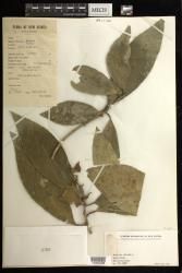 Indet. Euphorbiaceae