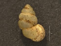 Palaina; clappi