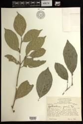 Spathiostemon javensis