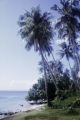 French Polynesia, beach on Moorea Island