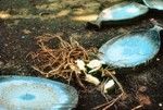 Kava boards and Roots