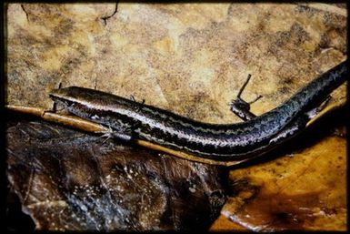 Caledoniscincus austrocaledonicus