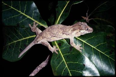 Rhacodactylus auriculatus