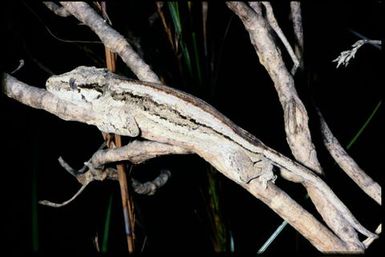 Rhacodactylus auriculatus
