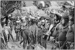 Pig festival, singsing, Kwiop: decorated dancers with feather headdresses, marsupial furs and kundu drums