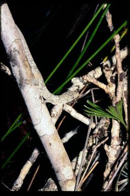 Gecko sp.