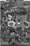 Pig festival, uprooting cordyline ritaul, Tsembaga: decorated men with feather headdresses and kundu drums await uprooting of tanket plant