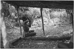 Pig festival, pig sacrifice, Tsembaga: in ancestral shrine, man in an open shelter, pig in background