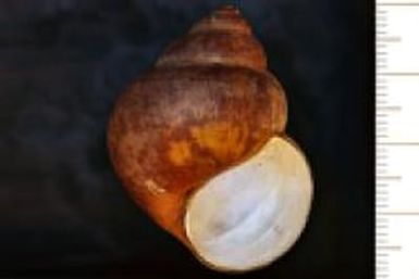 Cipangopaludina; malleata