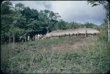 Man's house and garden with bombas (Nop-nop's house), Konumbuga clan : Wahgi Valley, Papua New Guinea, 1954 / Terence and Margaret Spencer