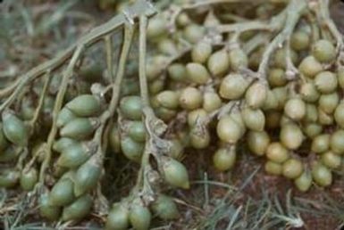 [Unidentified plant, Papua New Guinea]