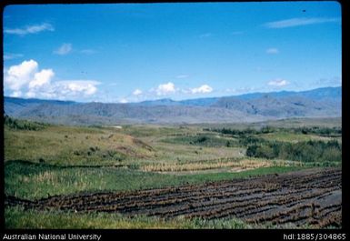 Peanut garden, Korofeigu